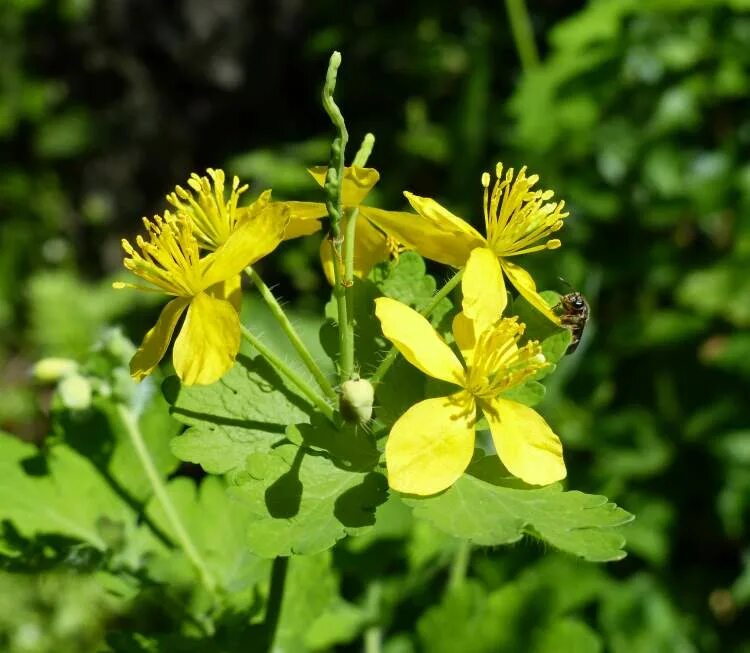 Чистотел Chelidonium majus. Чистотел большой (Chelidonium majus l.). Чистотел большой Chelidonium majus l. сырье.