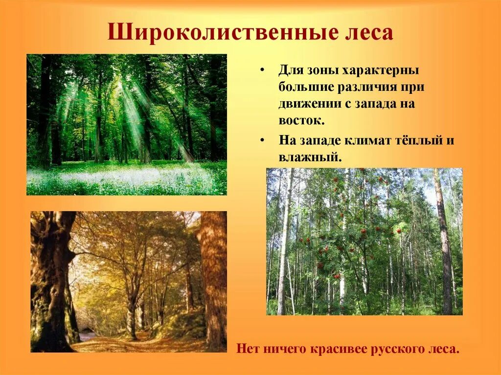 Климат природной зоны смешанные и широколиственные леса