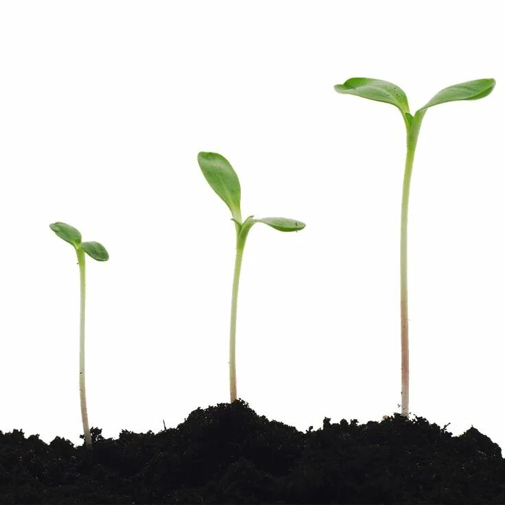 Let s plant. Природа экология. Экология. Растения мультяшка. Let s plant.