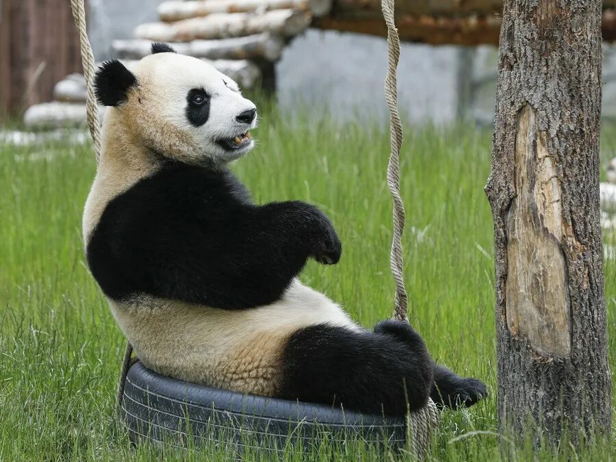 Great panda