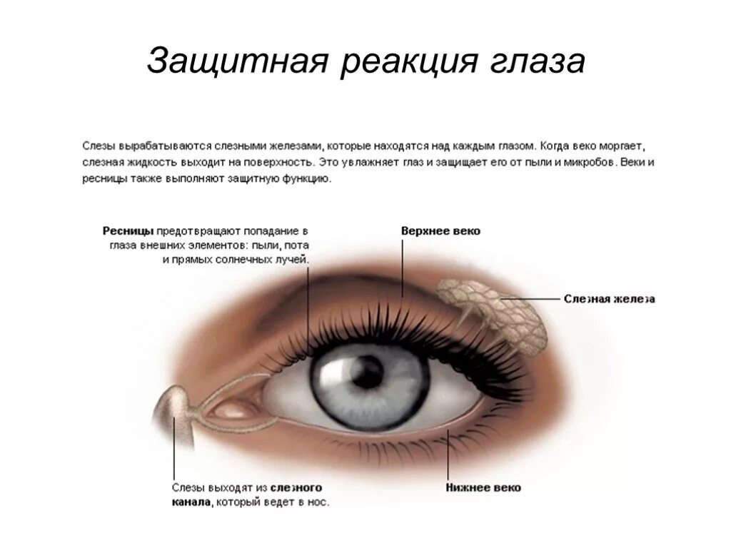 Как называется защитная реакция. Функция века глаза. защитная реакция.
