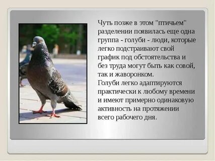 Тип голубь
