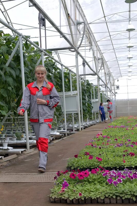 тепличного совхоза «приморье». поселок овощевод оренбургская область. овощевод оренбург. овощевод оренбург. тепличный комбинат в приморском крае.