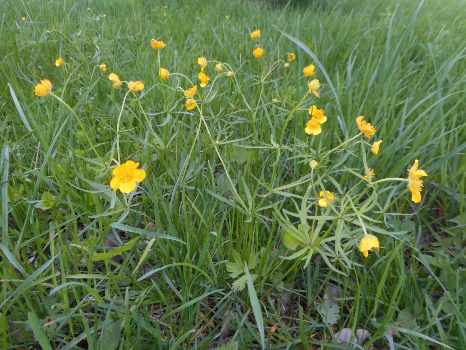 Лютик золотистый. Ranunculus auricomus. Лютик стополистный. Лютик золотистый Лютиковые.