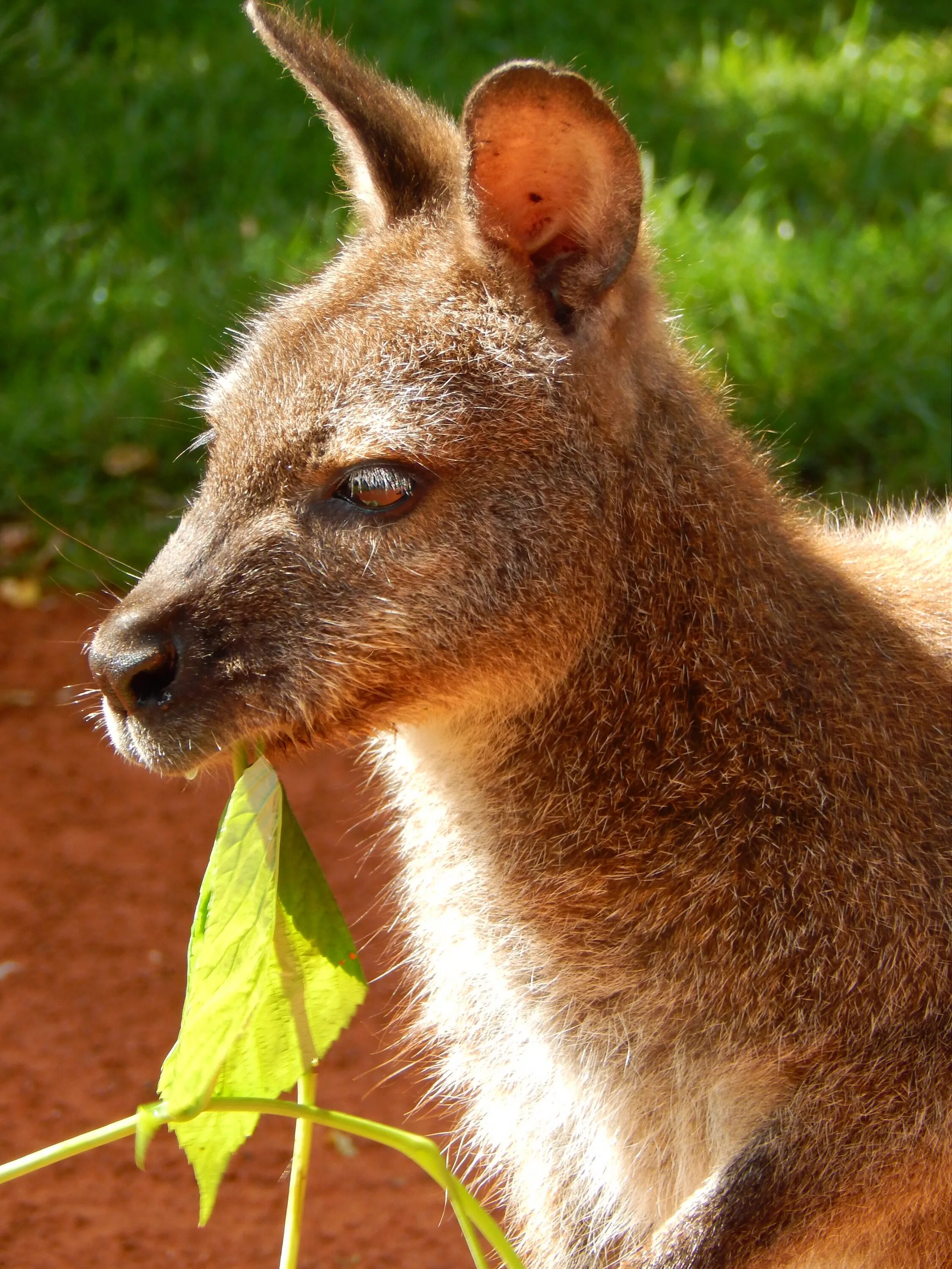 Сумчатое животное название. Сумчатые кенгуру. Сумчатые звери кенгуру. Сумчатые животные Австралии кенгуру. Кенгуру в Австралии.