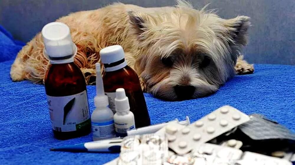 Травматин инъекционный 100 мл. Лекарственные препараты для животных. Лекарственные средства для животных. Тронил. Лекарственные препараты для животных.