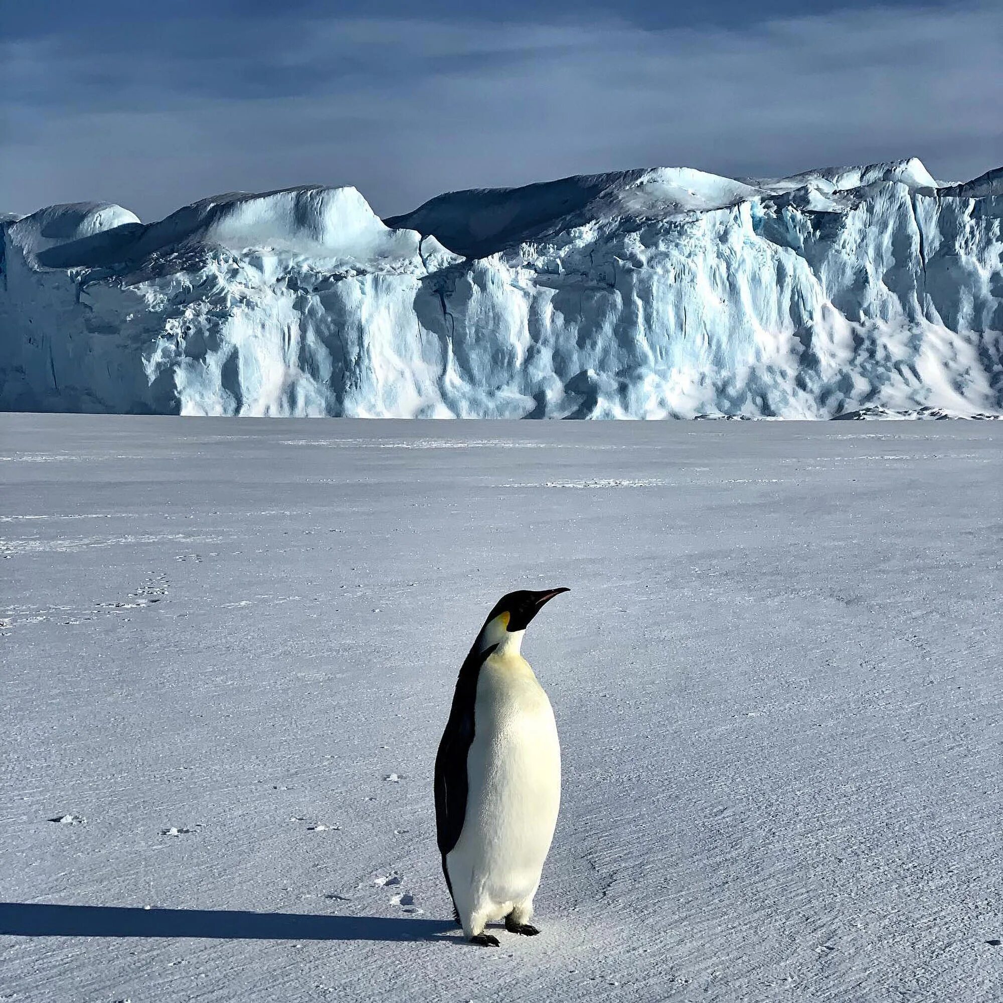 Где живут пингвины материк. Антарктида материк пингвины. Императорский Пингвин Антарктида Континент. Пингвины в Антарктиде. Императорский Пингвин в Антарктиде.