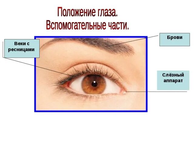 Брови веки ресницы. Строение век и ресниц. Строение брови. Право или веко