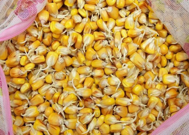 Семена кукурузы какую температуру. Пророщенное зерно кукурузы. Кукурузный солод. Проращивание семян кукурузы. Пророщенная кукуруза.