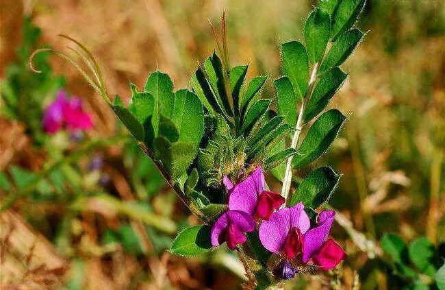 Plant wiki. Вика растение бобовых. Вика посевная Яровая. Вика Яровая растение. Вика трава кормовая.