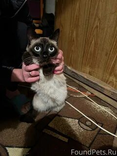 Мой тай видное