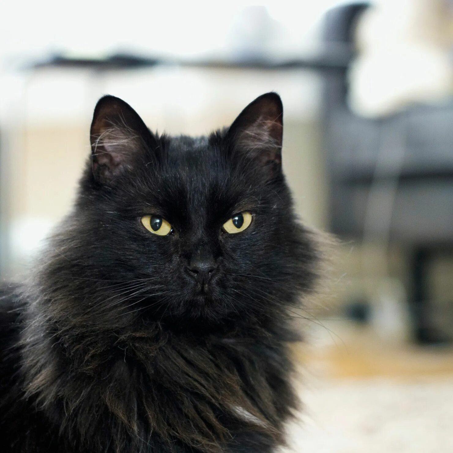 76 черный. Шантильи Тиффани кошка. Норвежская Лесная кошка черная. Сибирская длинношерстная кошка черная. Невская Лесная кошка Чарная.