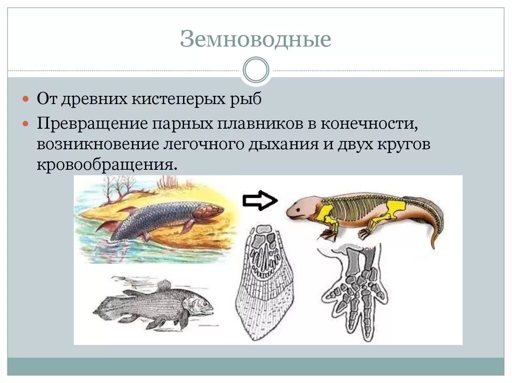 Древние земноводные произошедшие от древних рыб. Происхождение земноводных. Эволюция кистеперой рыбы. Кистеперые предки земноводных. Эволюция рыбы земноводные.