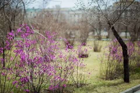 Слушать песню цветет багульник