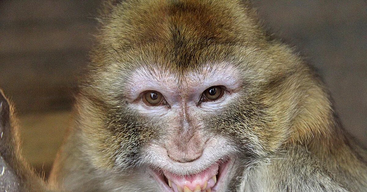 Ушастая обезьяна. Макака резус. Обезьяна макака. Фото макаки. Обезьяна улыбается.