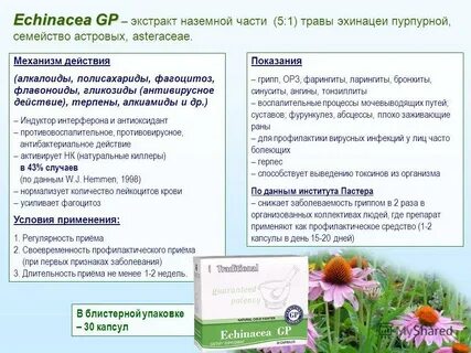 Эхинацея побочные