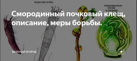Почковый клещ на смородине чем обработать