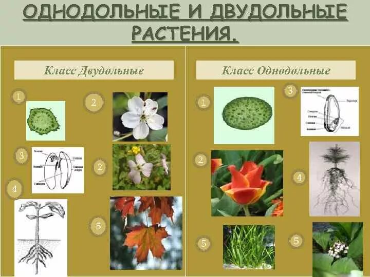 Как отличить однодольные. Однодольные и двудольные растения. Однодольные растения примеры. Класс двудольные. Однодольные и двудольные растения примеры.