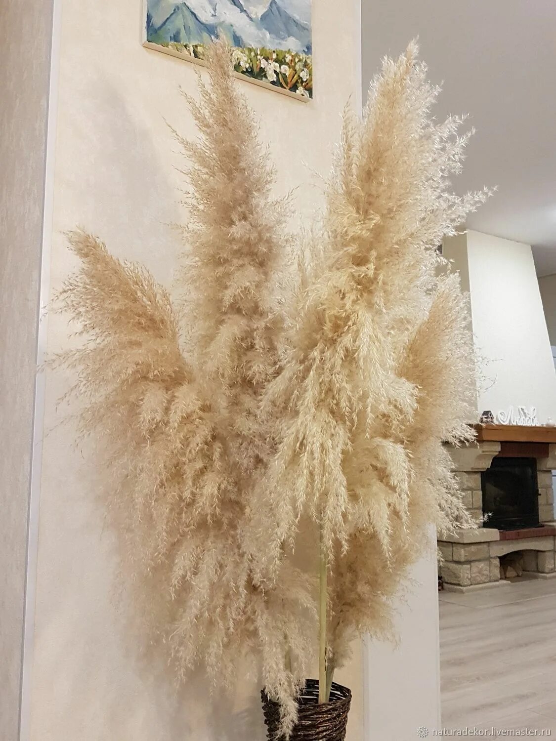 кортадерия сухоцвет. ковыль пампасы. белая пампасная трава сухоцвет. сухоцвет пампас кортадерия. кортадерия сухоцвет.