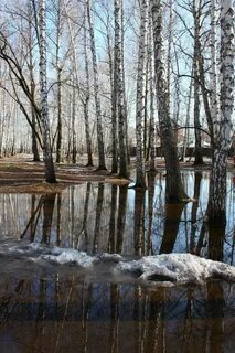 Весенняя вода разлилась затопив березовую рощу