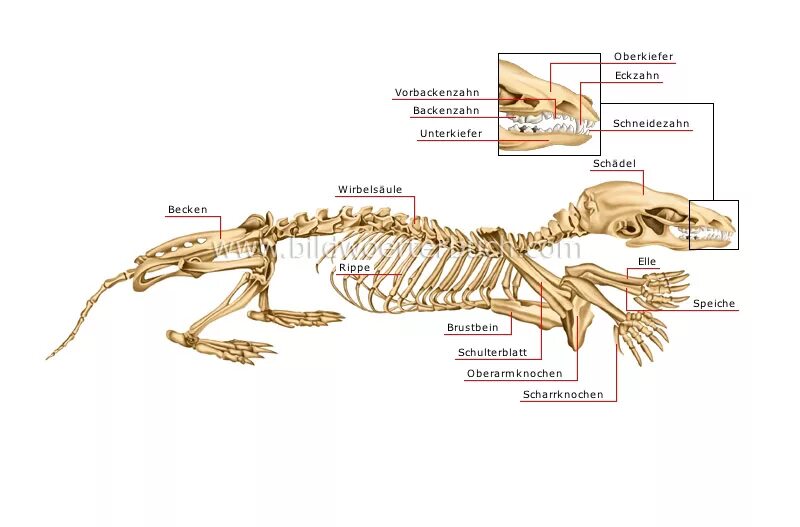 Особенности строения скелета кролика. Строение скелета крота. Строение скелета утконоса. Строение скелета крота с подписями. Внутренне строение крота.