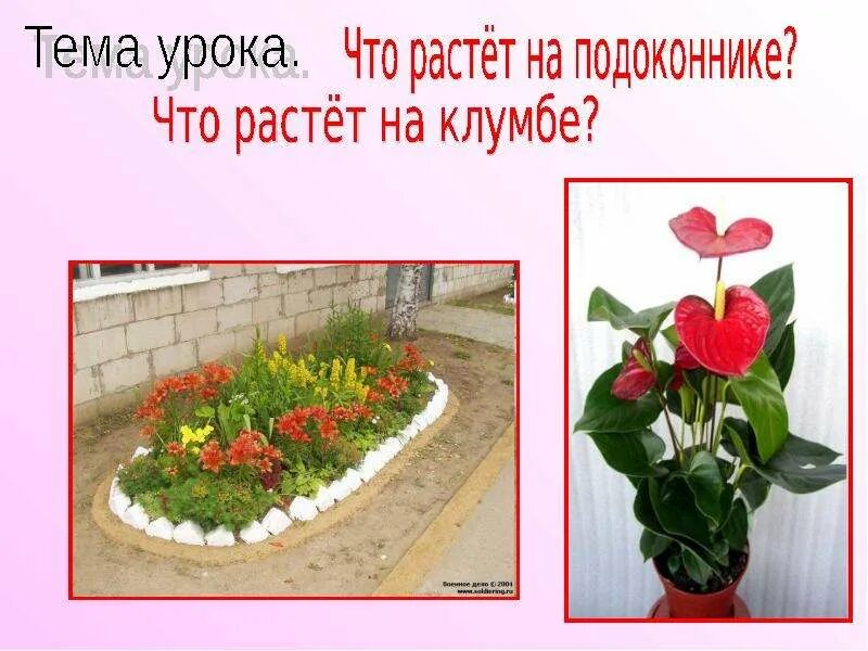 Что растет на подоконнике конспект и презентация. Что растет на подоконнт. Что растет на подоконнике конспект и презентация. Что растетет на подоконнике. Что растет на подоконнике конспект и презентация.