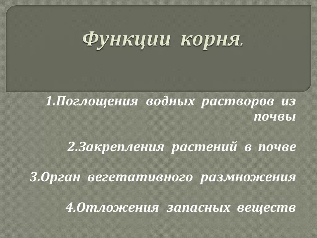 Функции корня. Функции корня растений. Функции корневища.