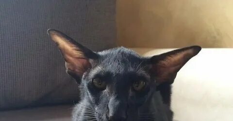 Кот похожий на летучую мышь