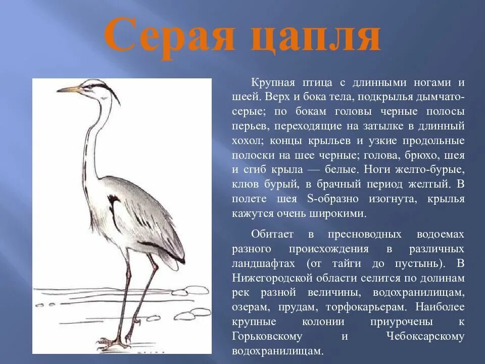 Красная книга россии нижегородская область. Серая цапля красная книга Нижегородской области. Цапля в Астраханской области красная книга. Серая цапля занесена в красную книгу. Животные из красной книги Нижегородской области.