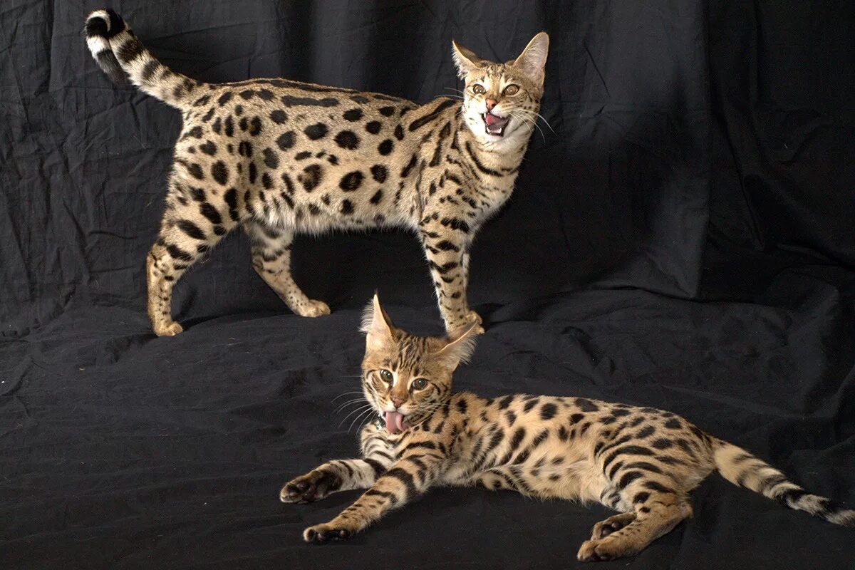 Высокие кошки. Сервал Ашера Саванна. Саванна кошка. Мейн кун Ашера. Саванна Ашера кошка.