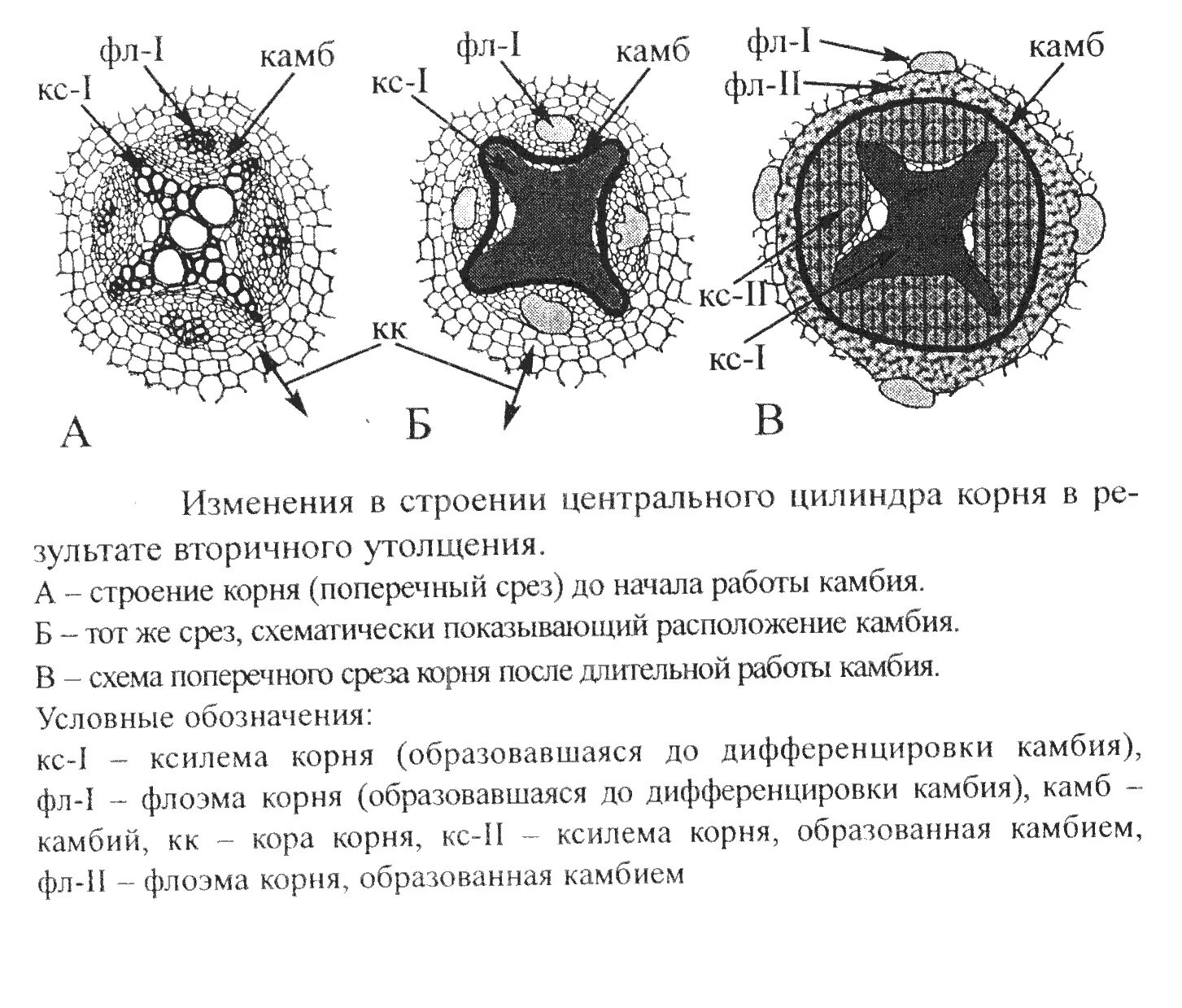 В строении корня и стебля выделяют. В строении корня и стебля выделяют