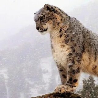 8 Facts About the Elusive Snow Leopard