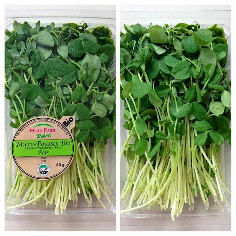 Комнатные растения микро. Micro green микрозелень. Упаковка для микрозелени. Микро растения для дома. Микро растения.