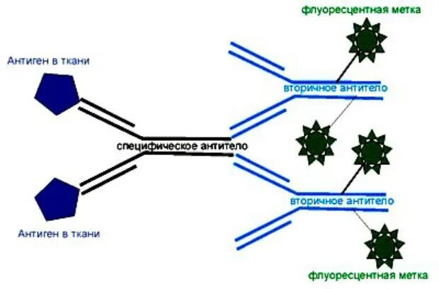 Метод флуоресцирующих антител прямой и непрямой. Метод флюоресцирующих антител микробиология. Прямой метод флюоресцирующих антител. МФА метод флюоресцирующих антител. Называют обладают флюоресцируют