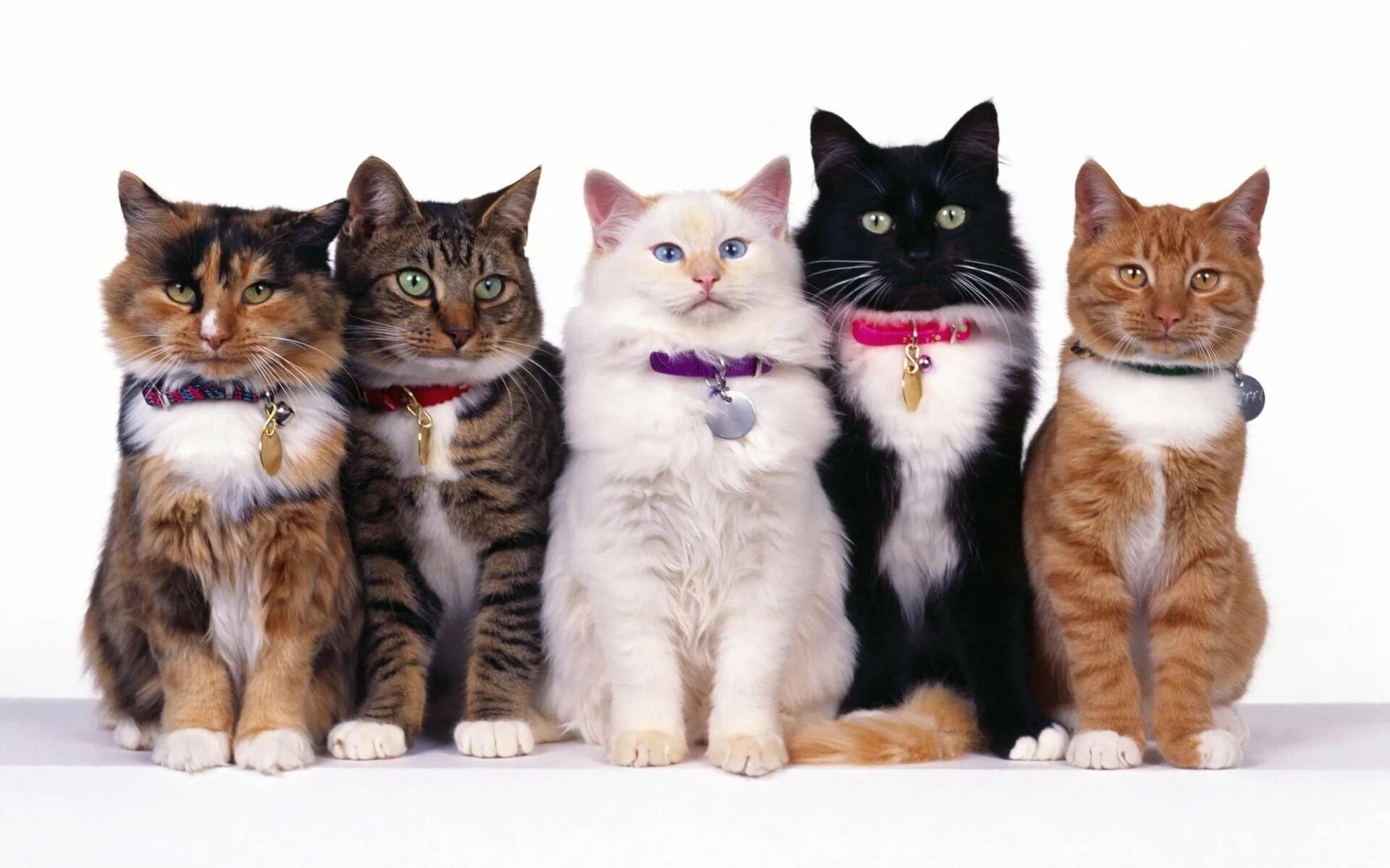 Много кошек. Разные кошки. Три кошки. Разные породы кошек. 1 кошка и 5 котят
