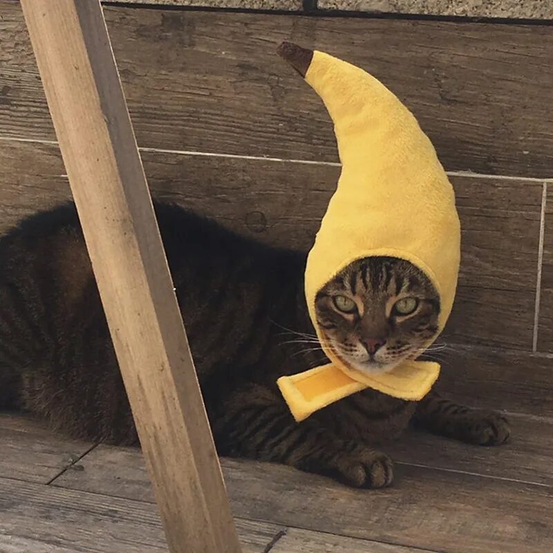 Кошка в костюме банана. Шляпа банан для кота. Фото кошки и банана. Adventure Banana Cats.