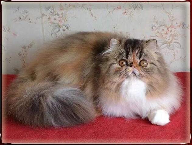 персидская кошка во весь рост на руках человека. ли перс. персидская длинношерстная шиншилла. персидская камео. ли перс.