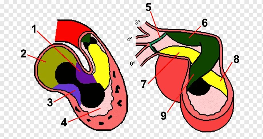 Embryology heart development. Bulbus cordis. Bulbus cordis. Development of the heart. Развитие сердца человека.