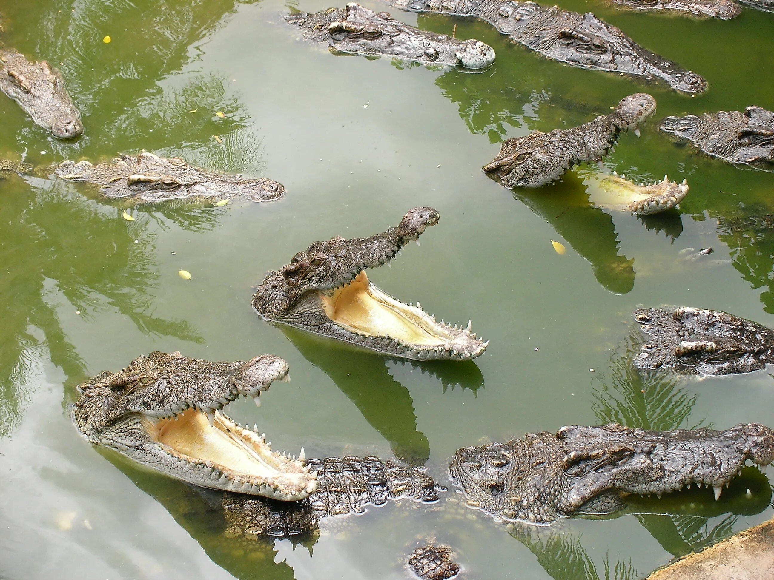 Книга рекордов природы рептилий самый. Остров крокодилов Рамри. Остров Рамри крокодиловая бойня. Остров Рамри остров крокодилов. Мангровые болота острова Рамри.