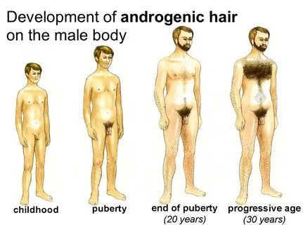 Файл:Malepuberty.jpg 