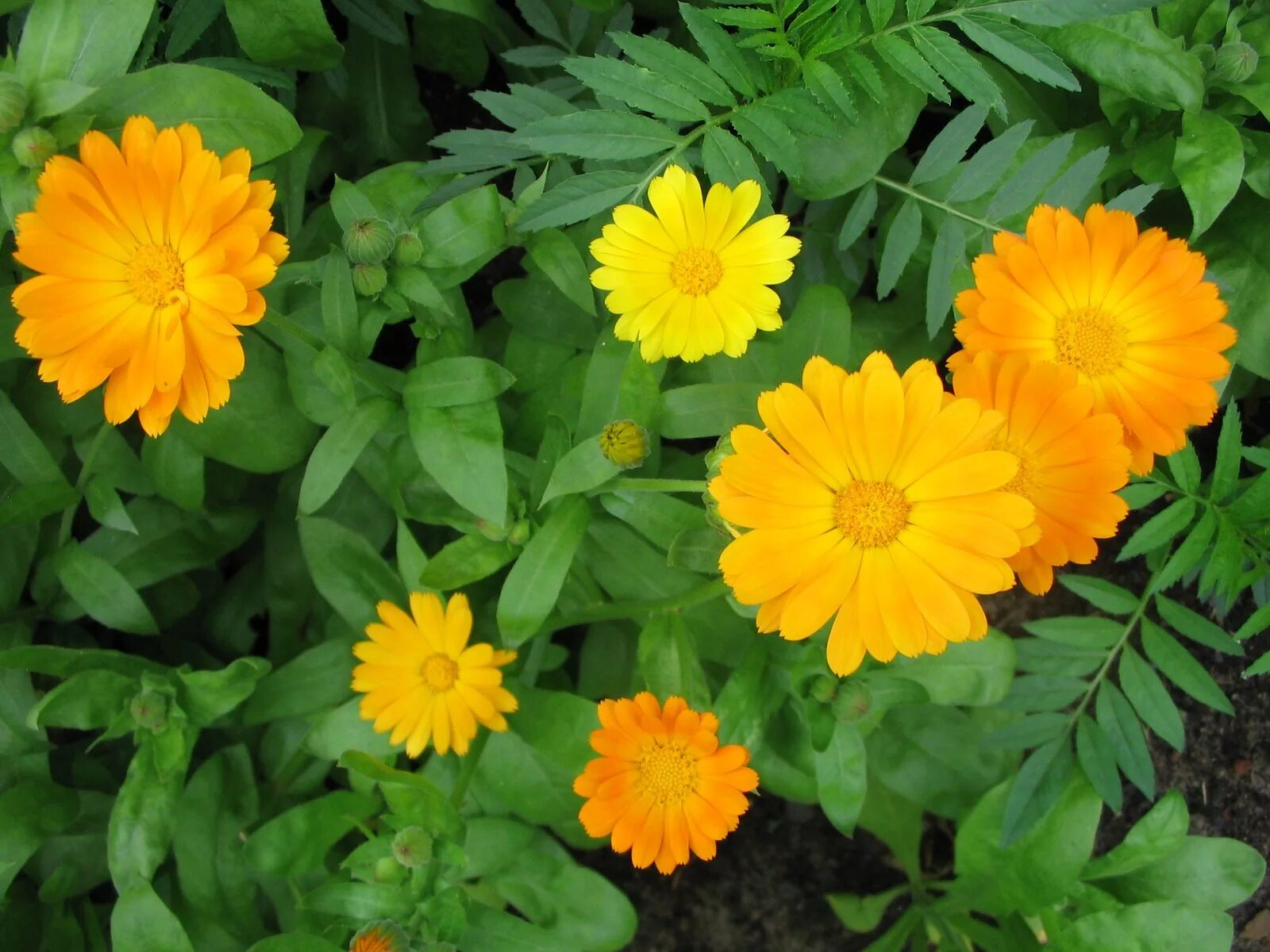 Календула растение. Ноготки календула. Календула лекарственная (Calendula officinalis). Календула высокорослая. Крапива календула