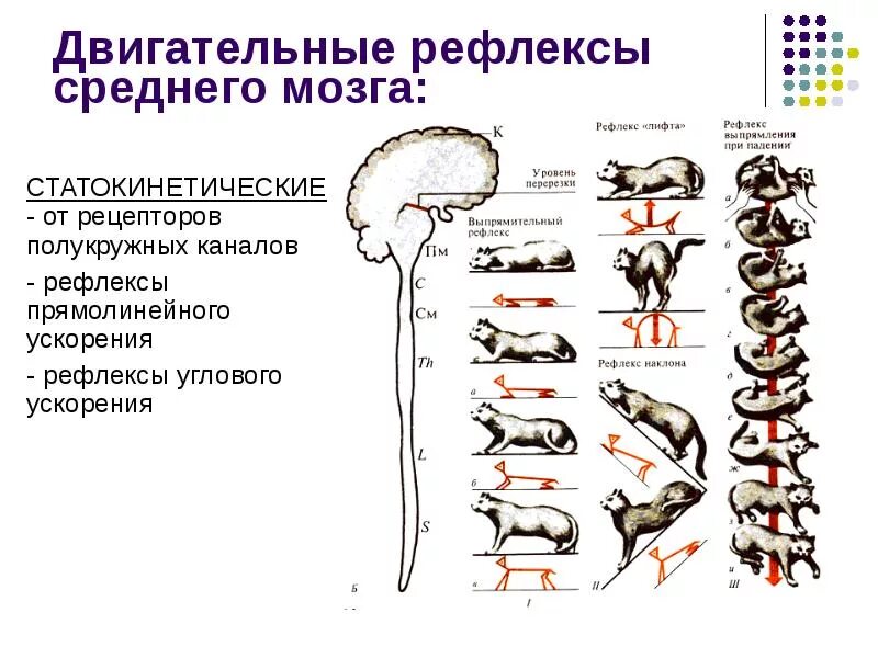 Рефлекс лифта. Схема рефлексов продолговатого мозга. Статокинетические рефлексы среднего мозга. Выпрямительный рефлекс физиология. Классификация рефлексов среднего мозга физиология.