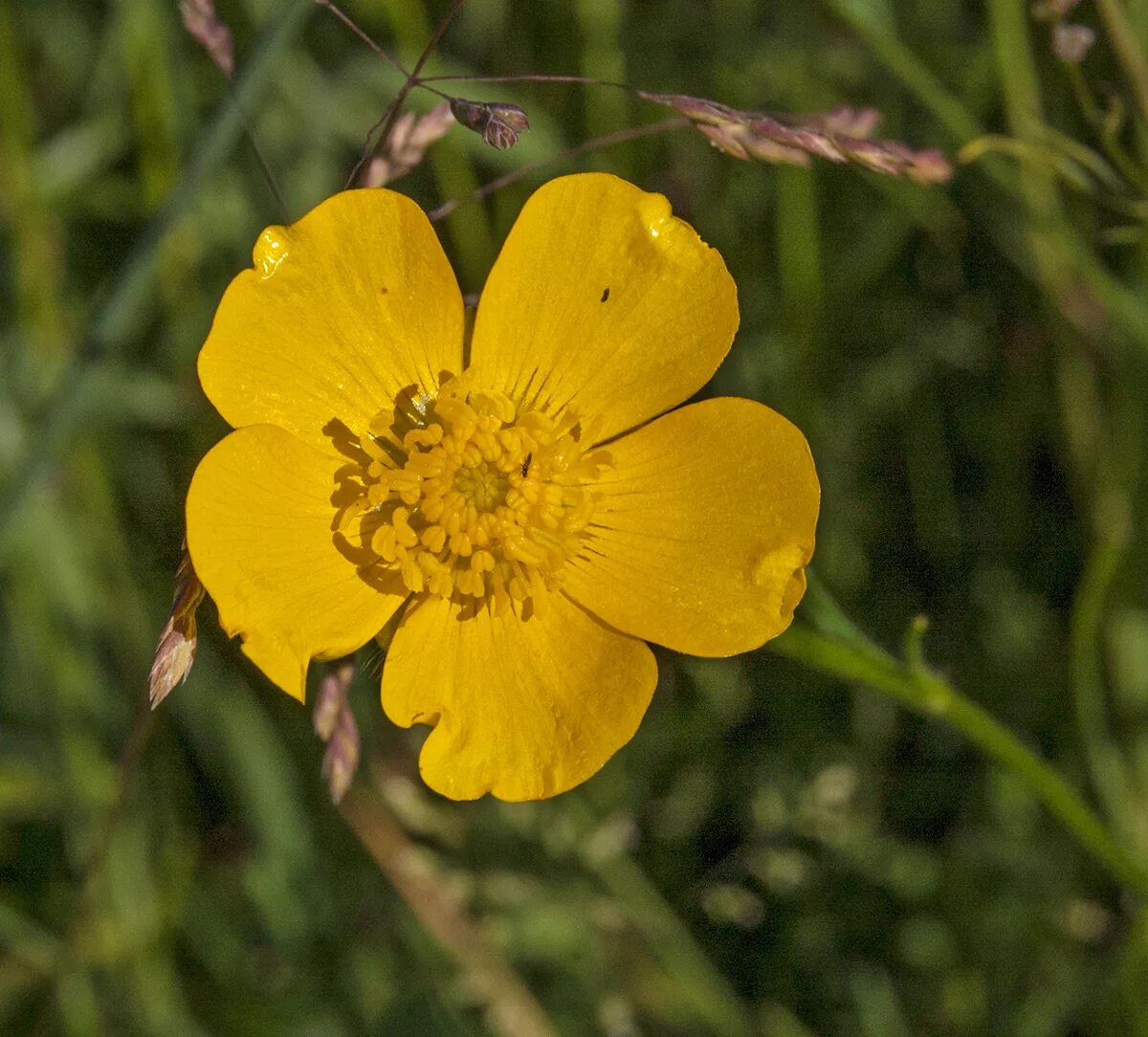 Лютик многоцветковый. Лютик многоцветковый (Ranunculus polyanthemos). Лютик серебристый. Лютик вильчатый.