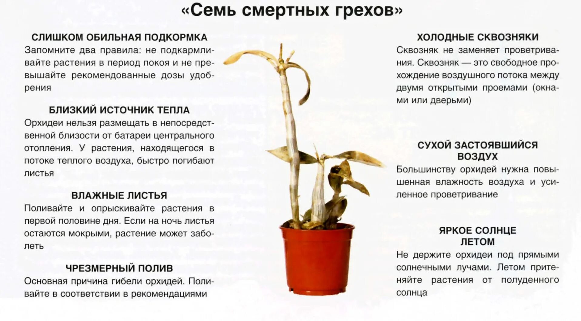 Условия содержания комнатного растения. Памятка по уходу за орхидеей. Как ухаживать за орхидеей памятка. Памятка как ухаживать за орхидеей в домашних условиях. Рекомендация по уходу за орхидеями.