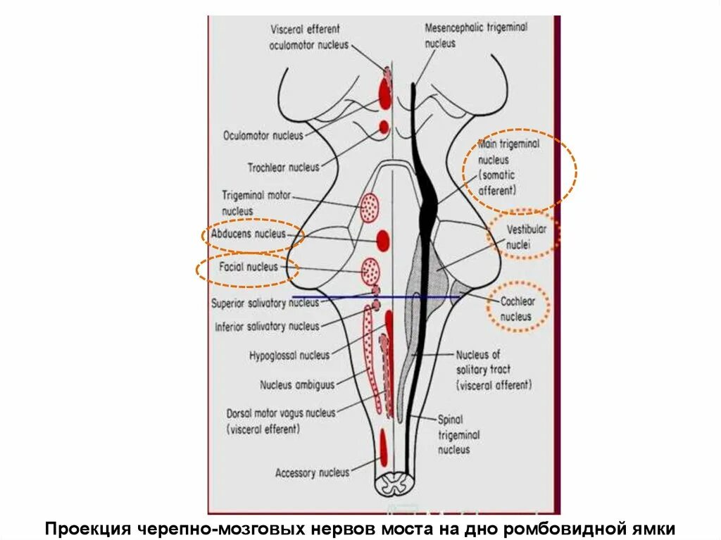 Ядра черепных нервов моста. Ядра черепных нервов схема. Проекция ядер черепных нервов. Топография ядер черепных нервов. Ромбовидная ямка ядра черепных нервов схема.