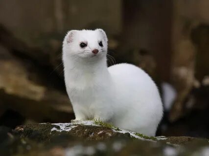 Ласка т