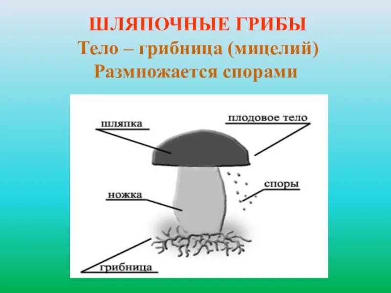 Что значит споры грибов. Грибы строение шляпочных грибов. Мицелий шляпочного гриба. Шляпочные грибы строение размножение. Размножение шляпочных грибов грибницей.