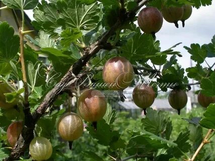 На крыжовнике ягоды краснеют и опадают
