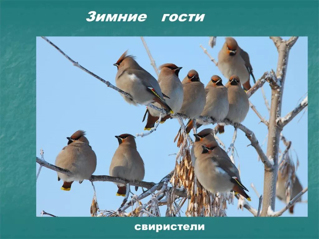 Прилетелизимниегости- сверестели. Зимний гость. Весенние перелётные птицы с хохолком в Алтайском крае. Свиристель это наш зимний гость. Окружающий мир гости зимы