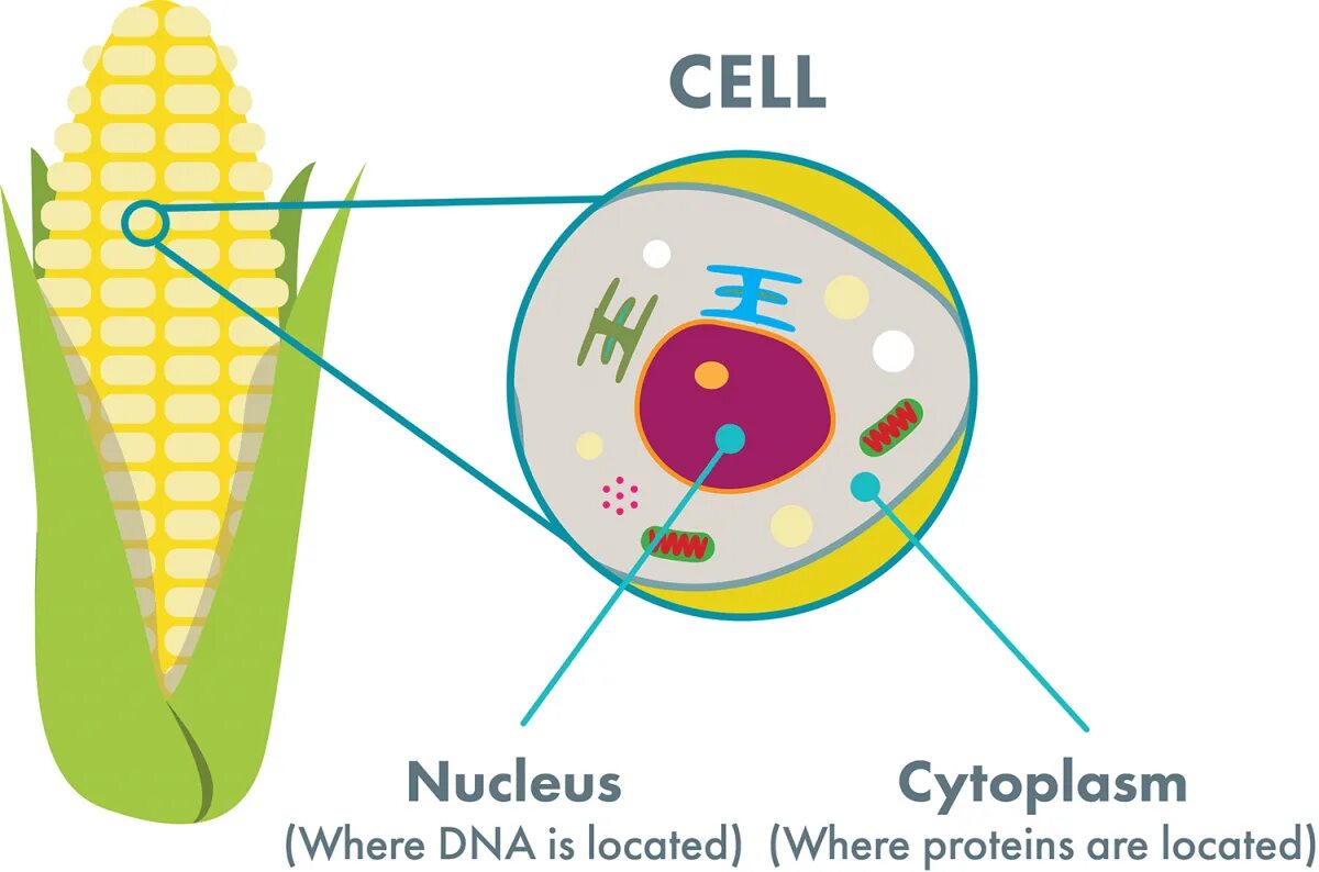 Cell contains. Nucleus structure. Cell Nucleus. Нуклеус ядро. Nucleus картинка.